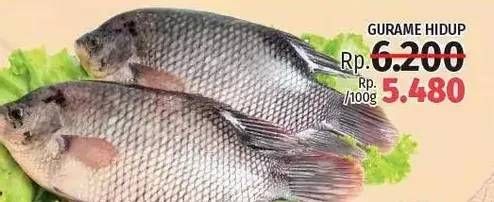 Promo Harga Ikan Gurame per 100 gr - LotteMart