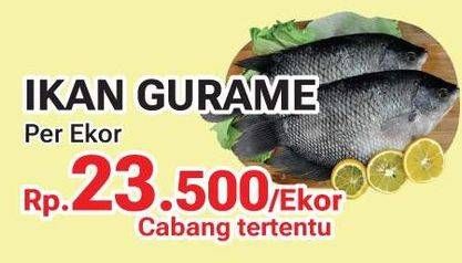 Promo Harga Ikan Gurame  - Yogya