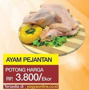 Promo Harga Ayam Pejantan  - Yogya