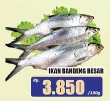 Promo Harga Ikan Bandeng Besar per 100 gr - Hari Hari