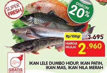 Promo Harga Ikan Lele Dumbo Hidup, Ikan Patin, Ikan Mas, Ikan Nila Merah  - Superindo