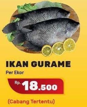 Promo Harga Ikan Gurame  - Yogya