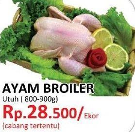 Promo Harga Ayam Broiler  - Yogya