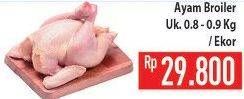 Promo Harga Ayam Broiler  - Hypermart