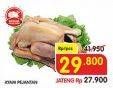 Promo Harga Ayam Pejantan  - Superindo