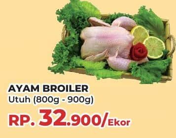 Promo Harga Ayam Broiler 500 gr - Yogya