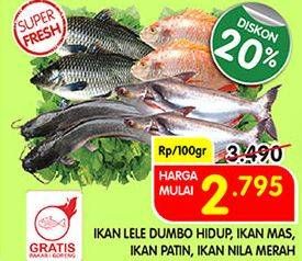 Promo Harga Ikan Lele Dumbo Hidup/Ikan Mas/Ikan Nila Merah/Ikan Patin  - Superindo