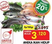 Promo Harga Aneka Ikan Hidup  - Superindo