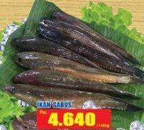 Promo Harga Ikan Gabus  - Hari Hari