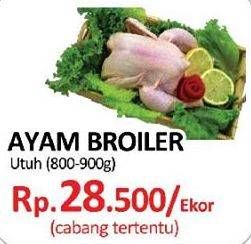 Promo Harga Ayam Broiler  - Yogya