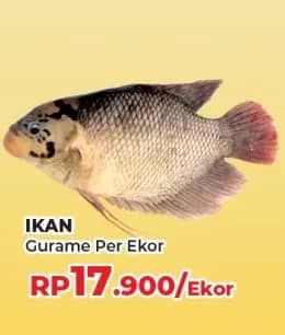 Promo Harga Ikan Gurame  - Yogya