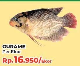 Promo Harga Ikan Gurame  - Yogya