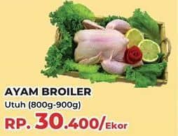 Ayam Broiler