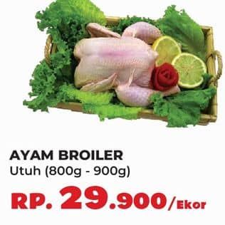 Ayam Broiler