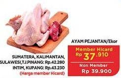 Promo Harga Ayam Pejantan 500 gr - Hypermart