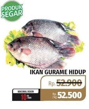 Promo Harga Ikan Gurame Hidup  - Lotte Grosir