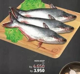 Promo Harga Ikan Patin Hidup  - LotteMart