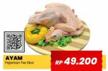 Promo Harga Ayam Pejantan 500 gr - Yogya