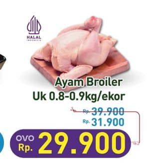 Ayam Broiler