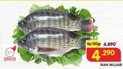 Promo Harga Ikan Mujair per 100 gr - Superindo