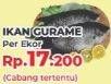 Promo Harga Ikan Gurame  - Yogya