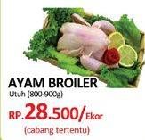 Promo Harga Ayam Broiler  - Yogya