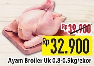 Ayam Broiler