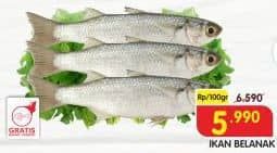 Promo Harga Ikan Belanak per 100 gr - Superindo