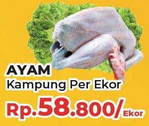 Promo Harga Ayam Kampung 600 gr - Yogya