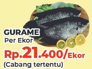 Promo Harga Ikan Gurame  - Yogya