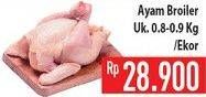 Promo Harga Ayam Broiler  - Hypermart