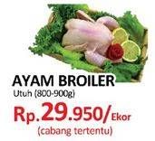 Promo Harga Ayam Broiler  - Yogya