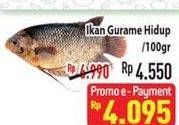 Promo Harga Ikan Gurame Hidup per 100 gr - Hypermart