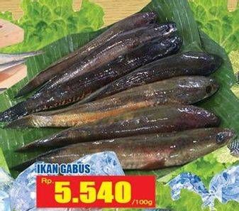 Promo Harga Ikan Gabus per 100 gr - Hari Hari