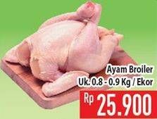 Promo Harga Ayam Broiler  - Hypermart