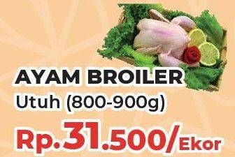 Promo Harga Ayam Broiler All Variants 800 gr - Yogya