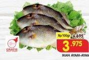 Promo Harga Ikan Ayam-Ayam per 100 gr - Superindo