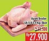 Promo Harga Ayam Broiler 900 gr - Hypermart