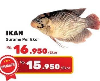 Promo Harga Ikan Gurame  - Yogya