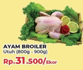 Promo Harga Ayam Broiler 800 gr - Yogya