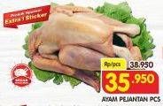 Promo Harga Ayam Pejantan  - Superindo