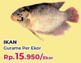 Promo Harga Ikan Gurame  - Yogya