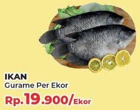 Promo Harga Ikan Gurame  - Yogya