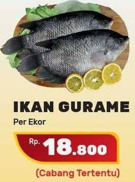 Promo Harga Ikan Gurame  - Yogya