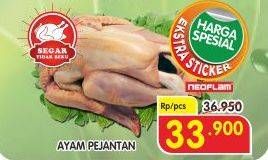 Promo Harga Ayam Pejantan  - Superindo