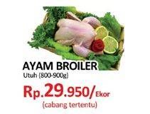 Promo Harga Ayam Broiler  - Yogya