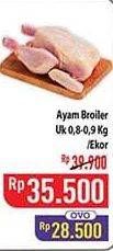 Promo Harga Ayam Broiler 800 gr - Hypermart