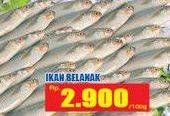 Promo Harga Ikan Belanak  - Hari Hari