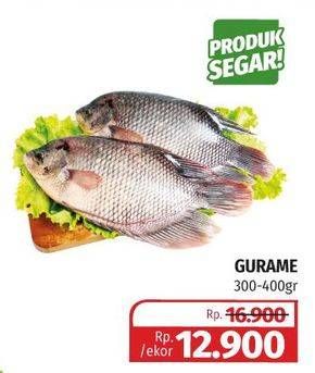 Promo Harga Ikan Gurame 300 gr - Lotte Grosir