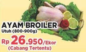 Promo Harga Ayam Broiler  - Yogya